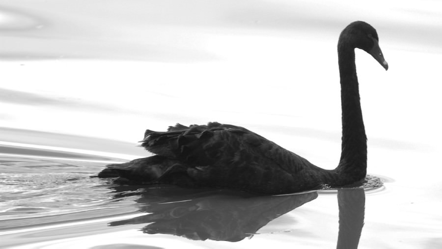 Forex black swan