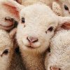 Immagine Effetto Gregge: Perché Seguire La Massa Ti Rovina Nel Trading