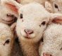 Immagine Effetto Gregge: Perché Seguire La Massa Ti Rovina Nel Trading Immagine Effetto Gregge: Perché Seguire La Massa Ti Rovina Nel Trading